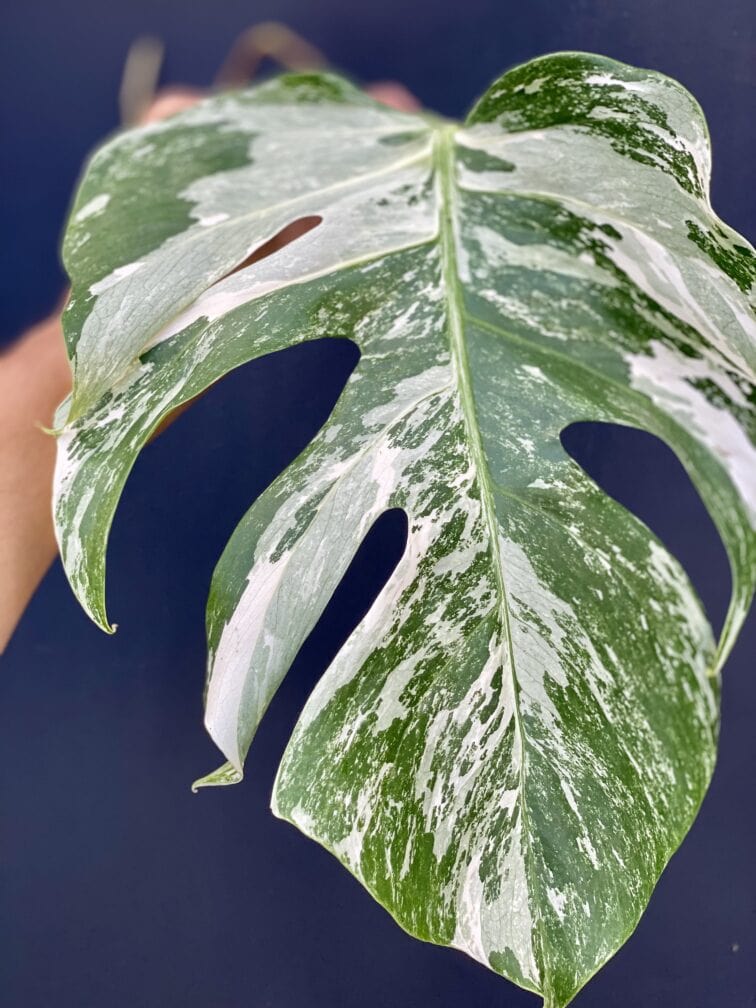 monstera-variegata-sadzonka-pedowa_11-1_1628523096.jpg Zdjęcie rośliny Monstera variegata - sadzonka pędowa, ujęcie 1