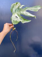 Zdjęcie rośliny Monstera variegata - sadzonka pędowa, ujęcie 2