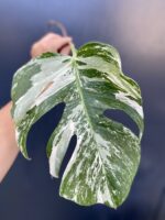 Zdjęcie rośliny Monstera variegata - sadzonka pędowa, ujęcie 3