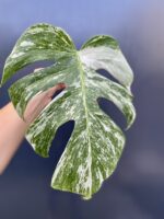 Zdjęcie rośliny Monstera variegata - sadzonka pędowa, ujęcie 1