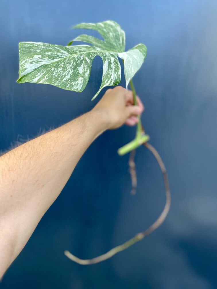 Zdjęcie rośliny Monstera variegata - sadzonka pędowa, ujęcie 2