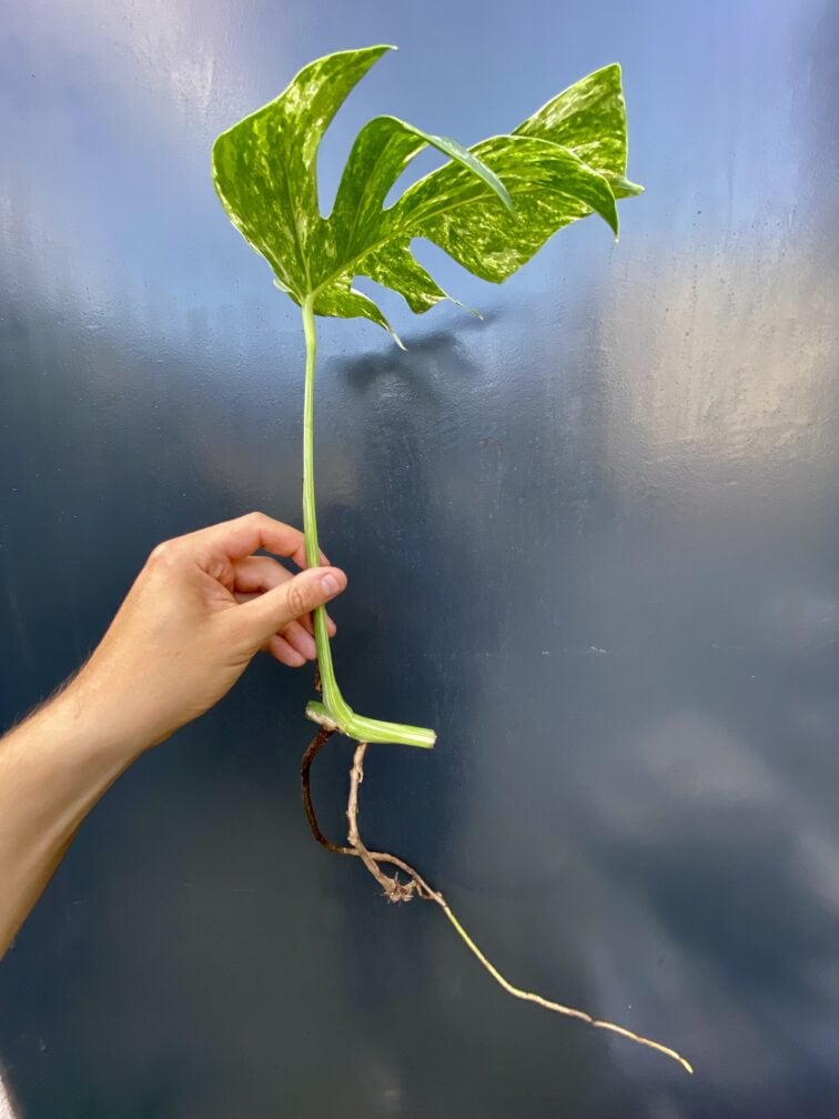 Zdjęcie rośliny Monstera variegata - sadzonka pędowa, ujęcie 3