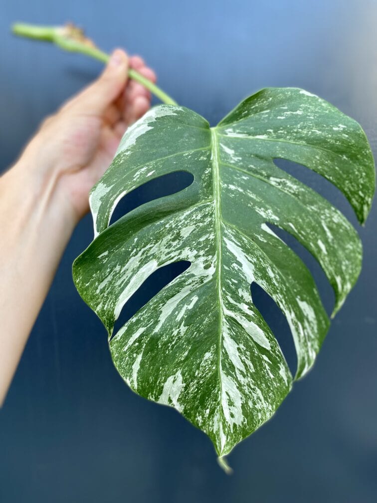 monstera-variegata-sadzonka-pedowa_13-1_1628523395.jpg Zdjęcie rośliny Monstera variegata - sadzonka pędowa, ujęcie 1