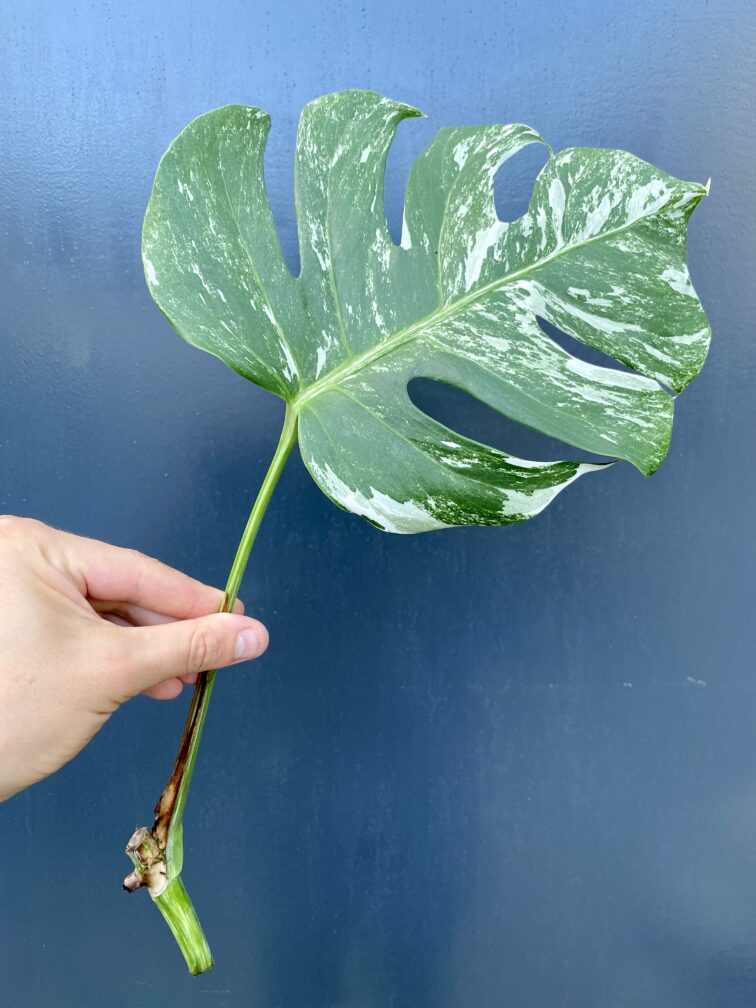 Zdjęcie rośliny Monstera variegata - sadzonka pędowa, ujęcie 2