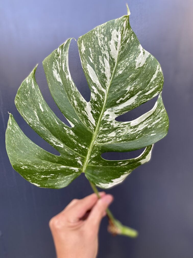 Zdjęcie rośliny Monstera variegata - sadzonka pędowa, ujęcie 3