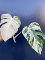 Zdjęcie rośliny Monstera Variegata Sadzonka Szczytowa, ujęcie 1