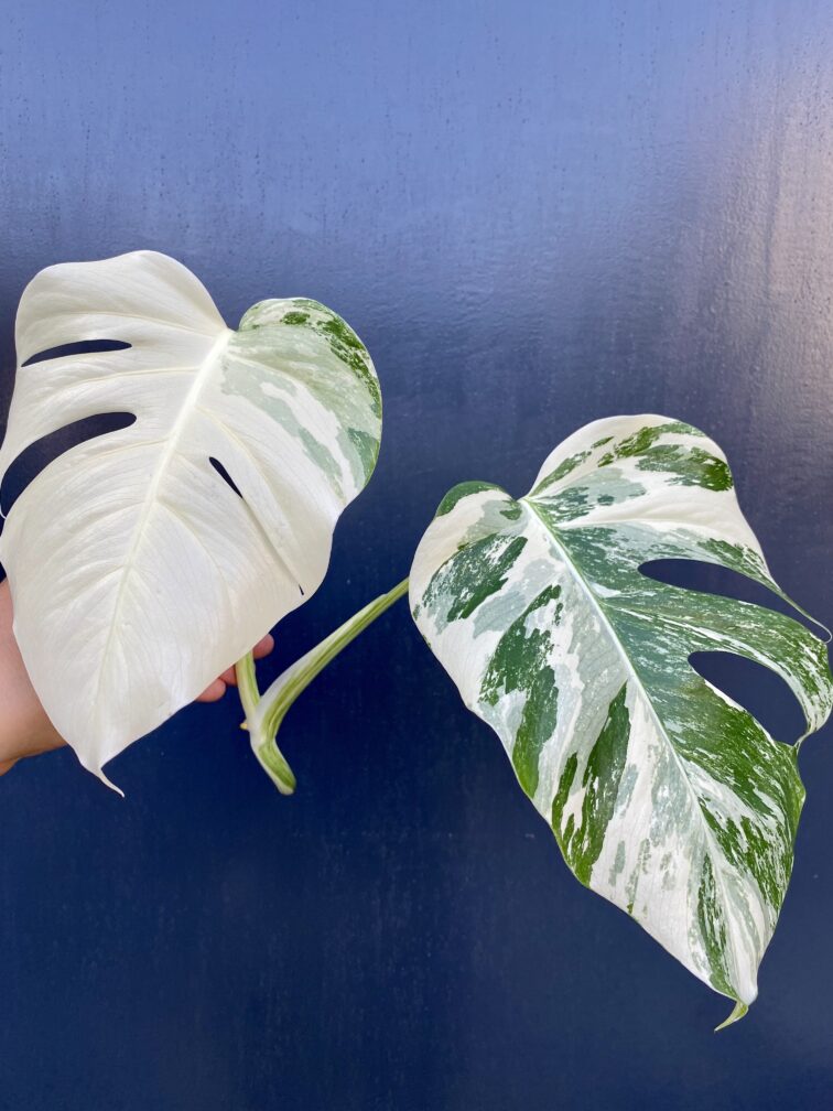 monstera-variegata-sadzonka-szczytowa_4-1_1628522671.jpg Zdjęcie rośliny Monstera Variegata Sadzonka Szczytowa, ujęcie 1