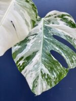 Zdjęcie rośliny Monstera Variegata Sadzonka Szczytowa, ujęcie 2
