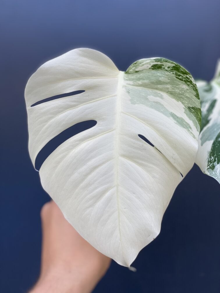 Zdjęcie rośliny Monstera Variegata Sadzonka Szczytowa, ujęcie 3