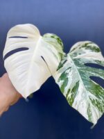 Zdjęcie rośliny Monstera Variegata Sadzonka Szczytowa, ujęcie 4