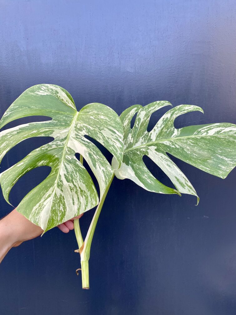 monstera-variegata-sadzonka-szczytowa_5-1_1628523414.jpg Zdjęcie rośliny Monstera Variegata Sadzonka Szczytowa, ujęcie 1