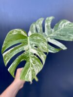 Zdjęcie rośliny Monstera Variegata Sadzonka Szczytowa, ujęcie 2