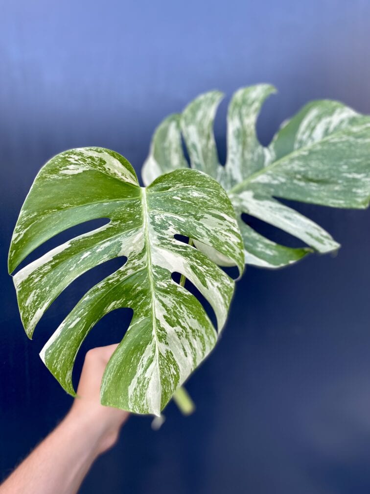Zdjęcie rośliny Monstera Variegata Sadzonka Szczytowa, ujęcie 2