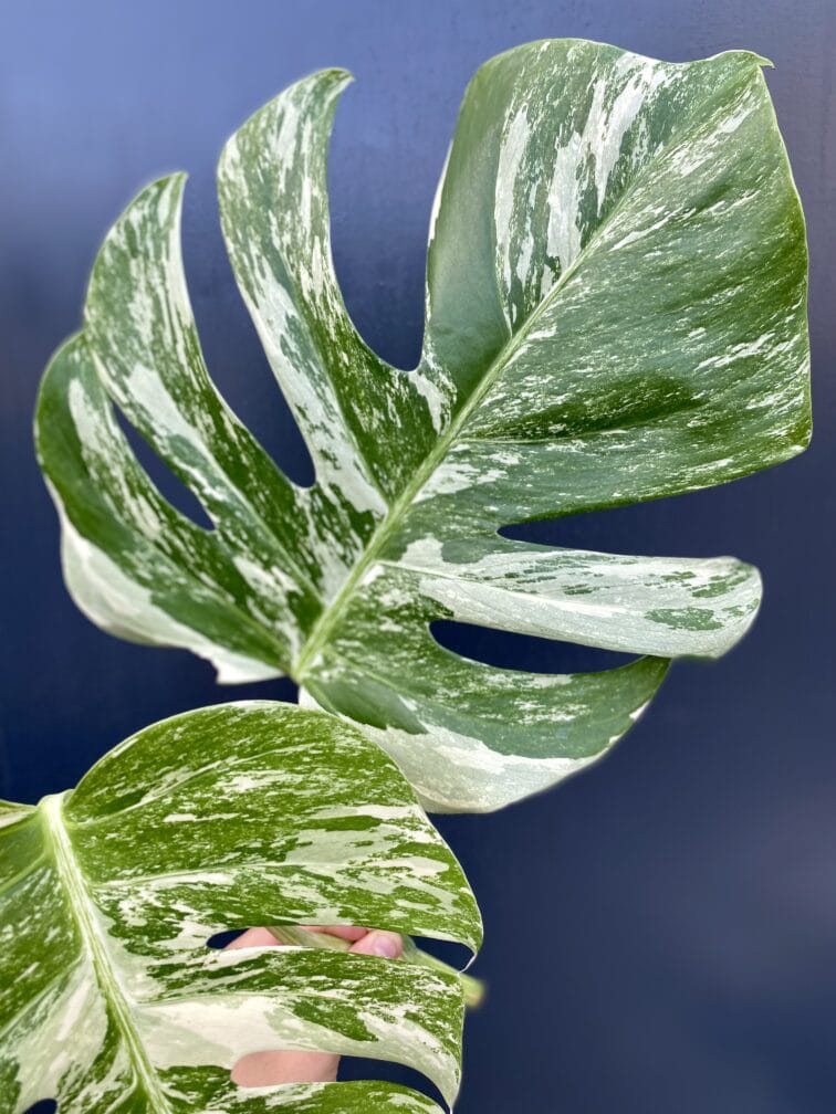 Zdjęcie rośliny Monstera Variegata Sadzonka Szczytowa, ujęcie 3