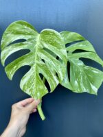 Zdjęcie rośliny Monstera Variegata Sadzonka Szczytowa, ujęcie 1