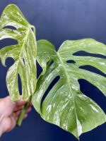 Zdjęcie rośliny Monstera Variegata Sadzonka Szczytowa, ujęcie 2