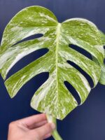 Zdjęcie rośliny Monstera Variegata Sadzonka Szczytowa, ujęcie 3