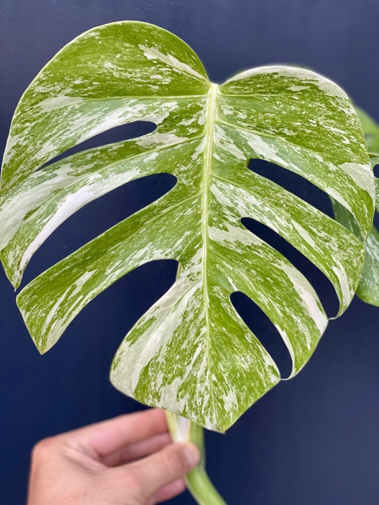 Zdjęcie rośliny Monstera Variegata Sadzonka Szczytowa, ujęcie 3