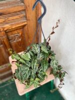 Zdjęcie rośliny Parthenocissus Amazonica, ujęcie 2