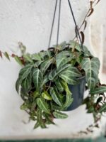 Zdjęcie rośliny Parthenocissus Amazonica, ujęcie 3