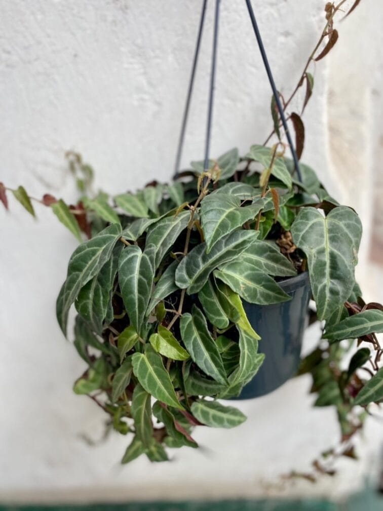 Zdjęcie rośliny Parthenocissus Amazonica, ujęcie 3