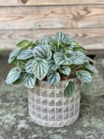 Zdjęcie rośliny Peperomia Moonlight, ujęcie 1