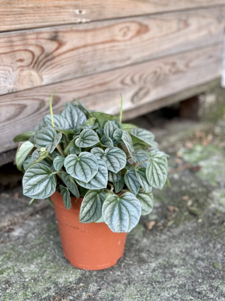 Zdjęcie rośliny Peperomia Moonlight, ujęcie 2
