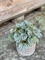 Zdjęcie rośliny Peperomia Moonlight, ujęcie 3