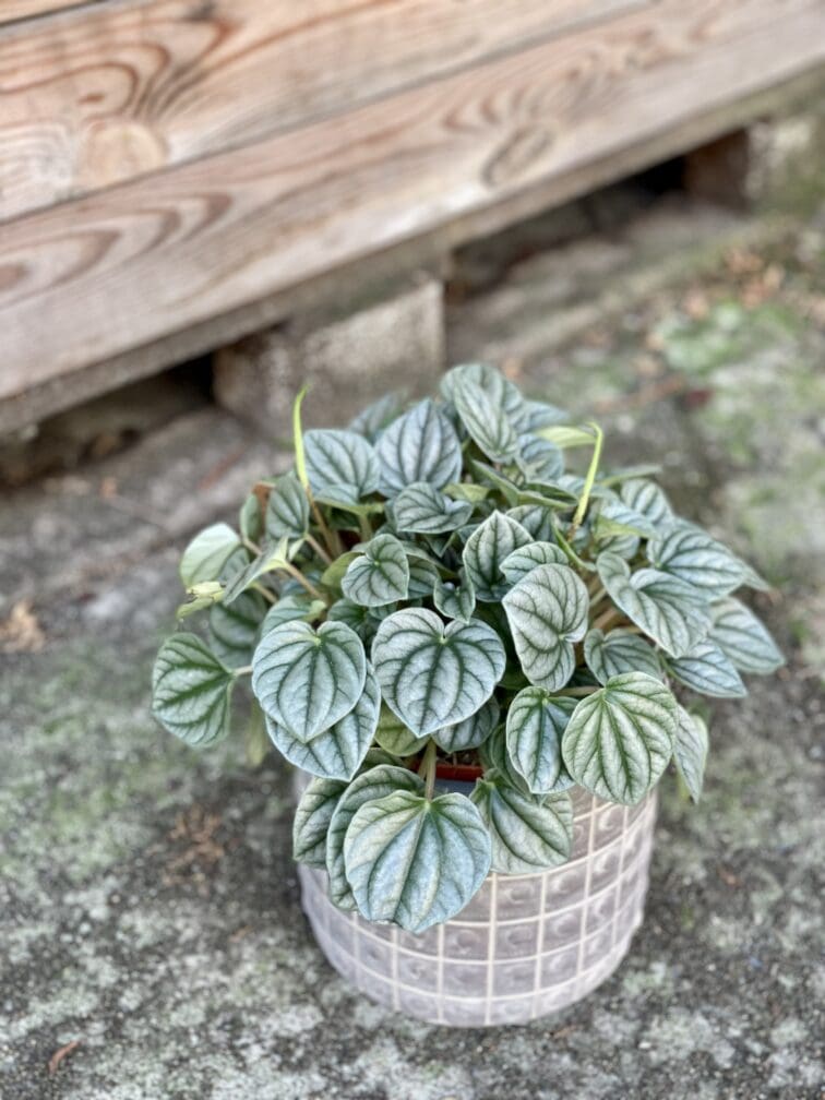 Zdjęcie rośliny Peperomia Moonlight, ujęcie 3