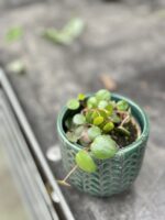 Zdjęcie rośliny Peperomia Pepperspot, ujęcie 1