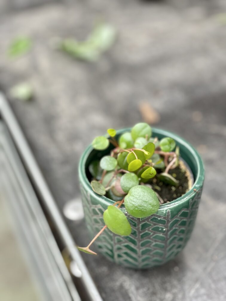 Zdjęcie rośliny Peperomia Pepperspot, ujęcie 1