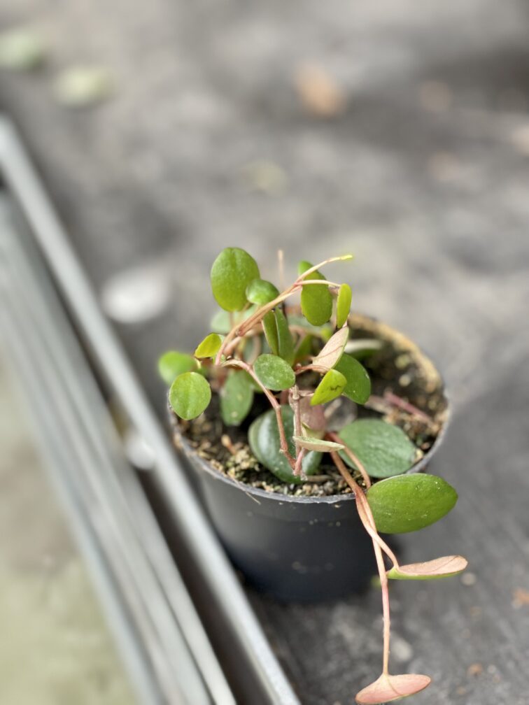 Zdjęcie rośliny Peperomia Pepperspot, ujęcie 2