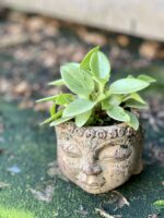 Zdjęcie rośliny Peperomia Pixie Lime, ujęcie 1