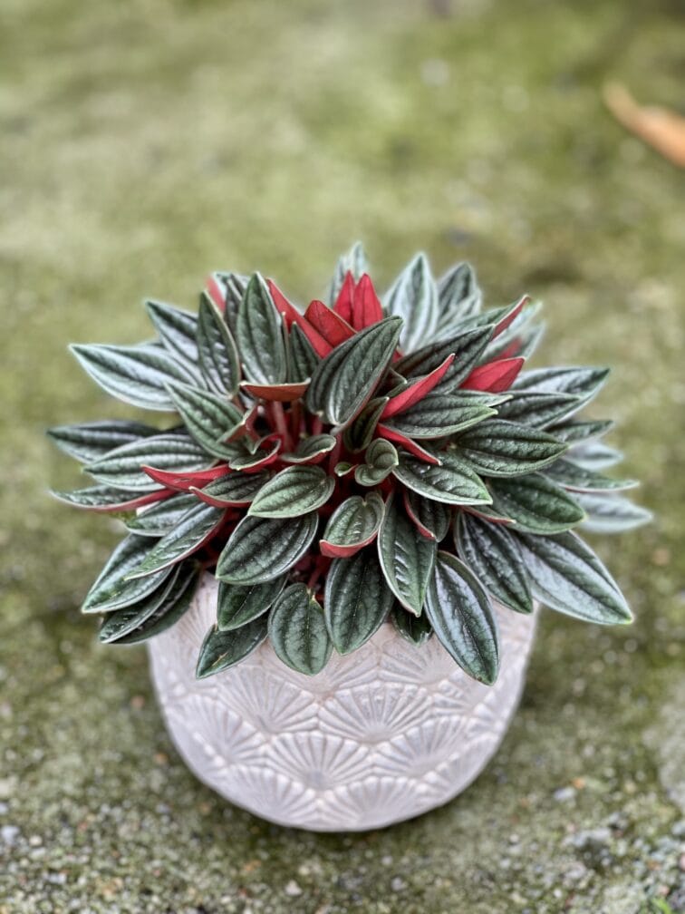 peperomia-rosso_10x17-1_1629787053.jpg Zdjęcie rośliny Peperomia Rosso, ujęcie 1