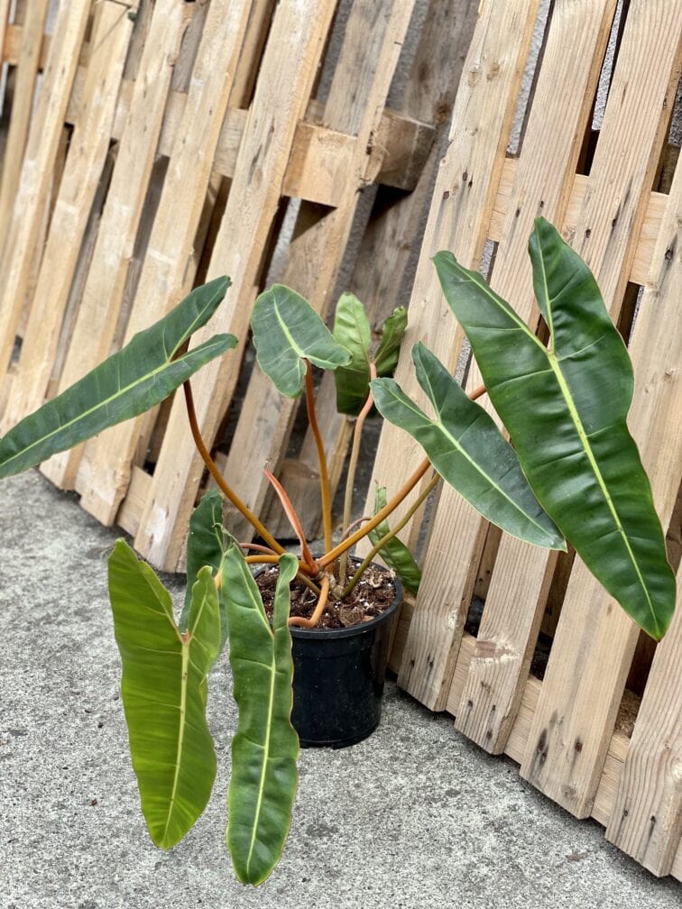 Zdjęcie rośliny Philodendron Billietiae, ujęcie 1