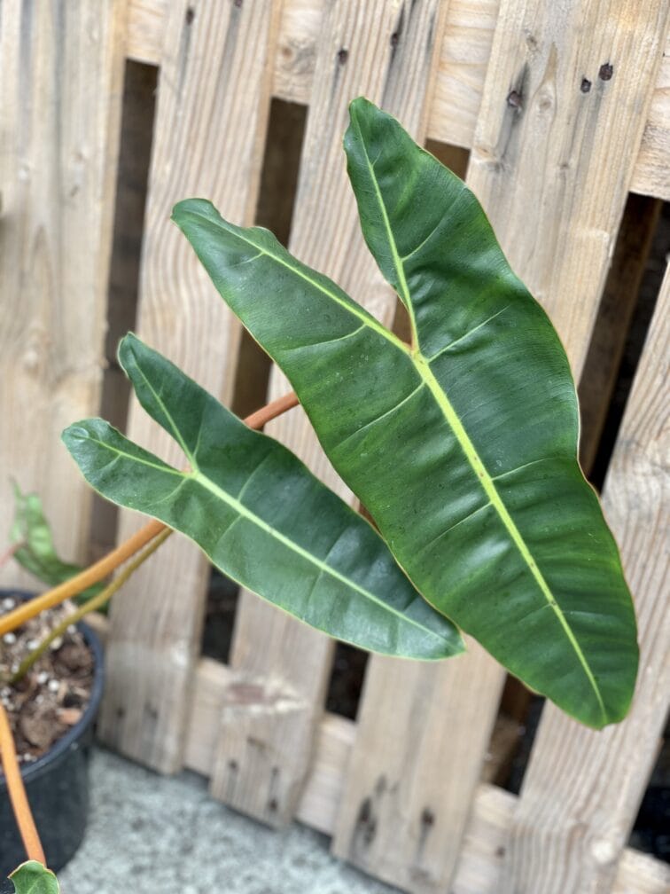 Zdjęcie rośliny Philodendron Billietiae, ujęcie 2