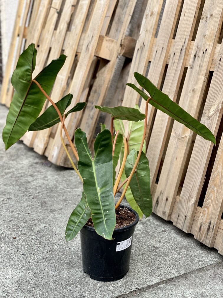 Zdjęcie rośliny Philodendron Billietiae, ujęcie 3