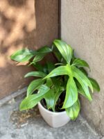Zdjęcie rośliny Philodendron Florida Green, ujęcie 1