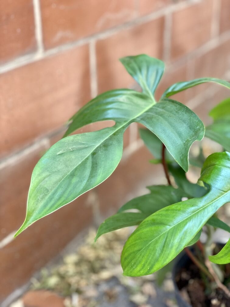 Zdjęcie rośliny Philodendron Florida Green, ujęcie 2