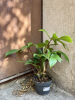 Zdjęcie rośliny Philodendron Florida Green, ujęcie 3