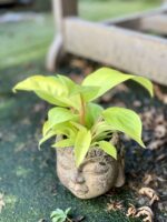 Zdjęcie rośliny Philodendron Malay Gold, ujęcie 2