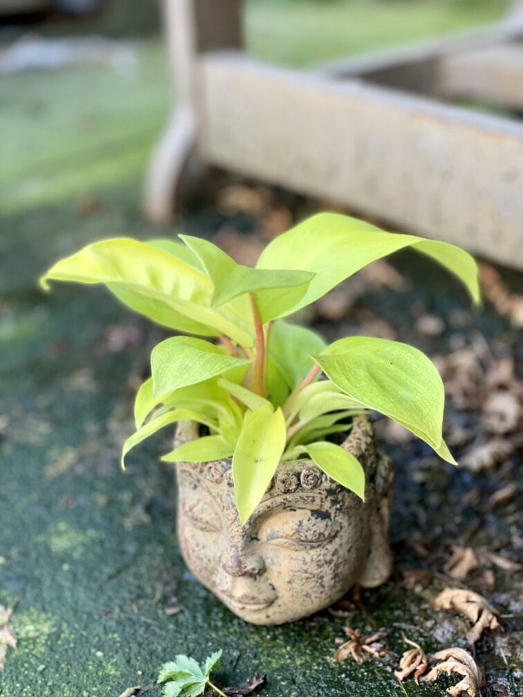 Zdjęcie rośliny Philodendron Malay Gold, ujęcie 2