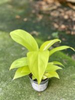 Zdjęcie rośliny Philodendron Malay Gold, ujęcie 3
