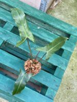 Zdjęcie rośliny Philodendron mexicanum, ujęcie 2