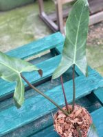 Zdjęcie rośliny Philodendron mexicanum, ujęcie 3