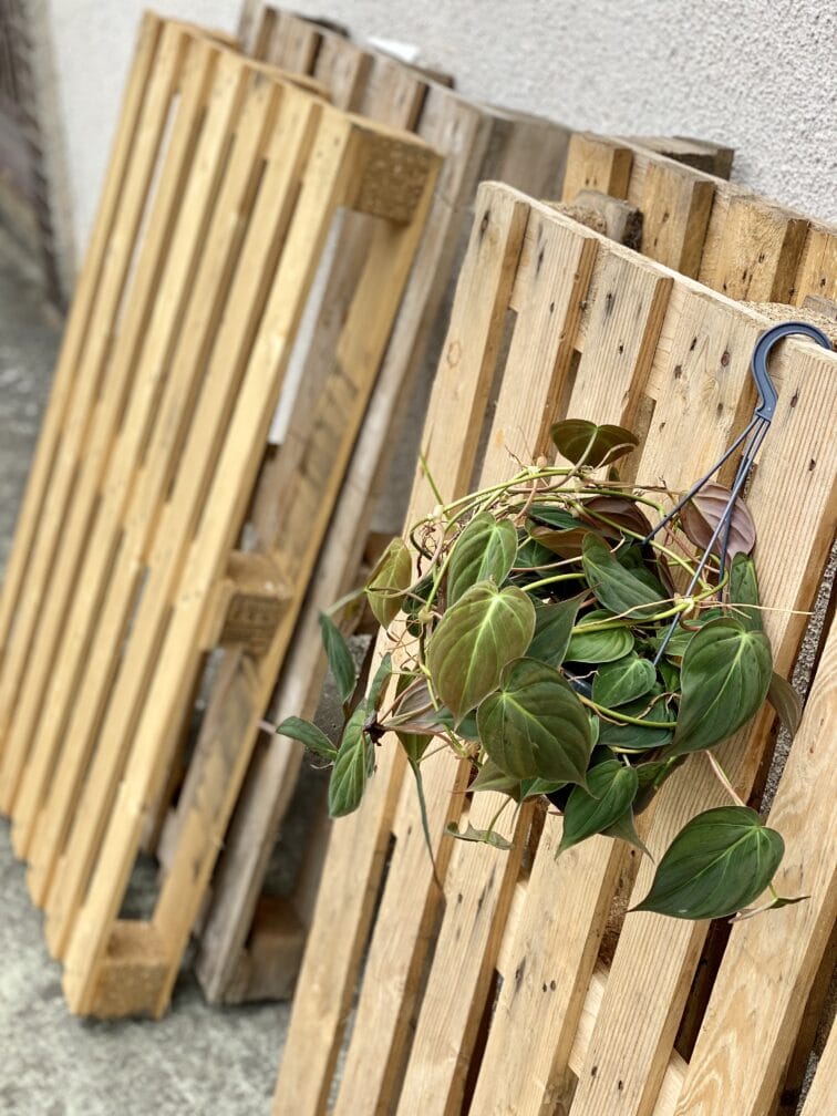 Zdjęcie rośliny Philodendron Micans, ujęcie 2