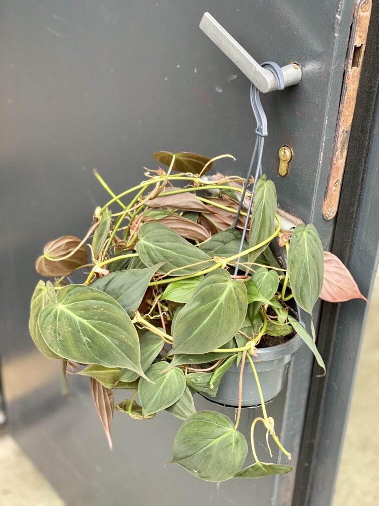 Zdjęcie rośliny Philodendron Micans, ujęcie 3