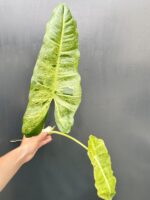 Zdjęcie rośliny Philodendron Paraiso Verde, ujęcie 1