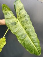 Zdjęcie rośliny Philodendron Paraiso Verde, ujęcie 2