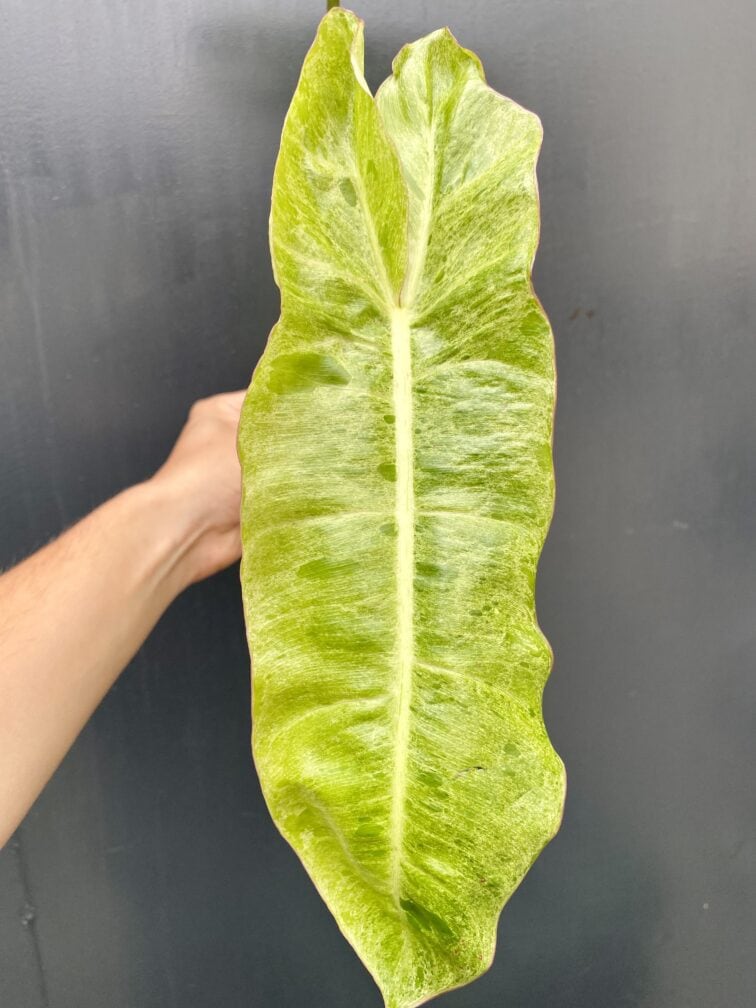 Zdjęcie rośliny Philodendron Paraiso Verde, ujęcie 3
